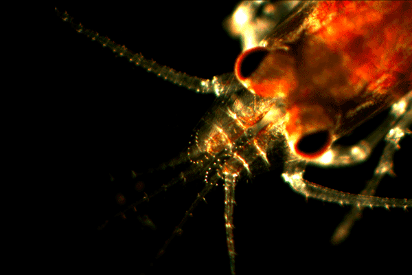 Eine zwei Millimeter lange Caridina Garnele ein Tag nach dem Schlupf ist nur erkennbar im Blickfeld des Binokulars.